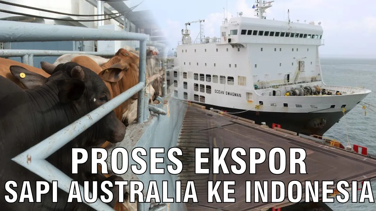 
                                 Proses-Ekspor-Sapi-Australia-Ke-Indonesia